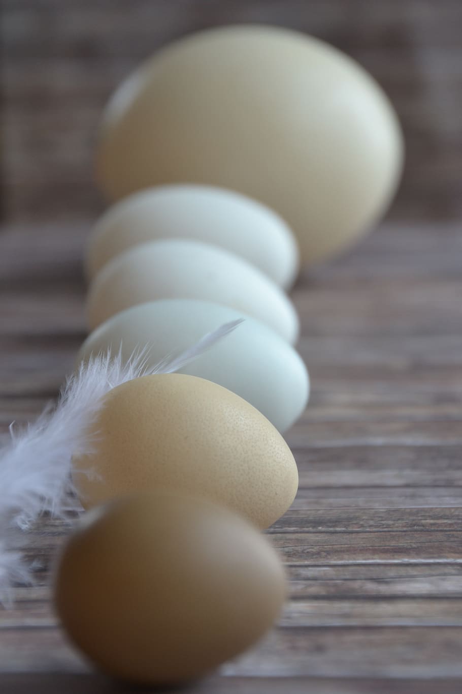 egg, nature, easter, easter theme, ostrich egg, goose egg, putenei
