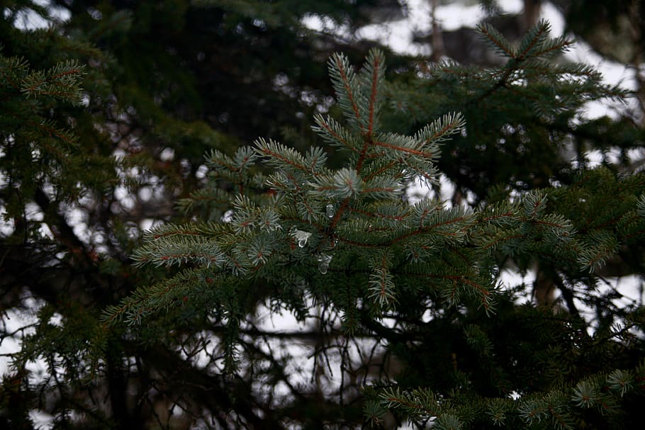canada, yellowknife, winter, trees, evergreen, pine, snow, plant HD wallpaper
