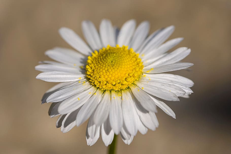 margaret, spring, nature, bloom, flora, beauty, close, colorful, HD wallpaper