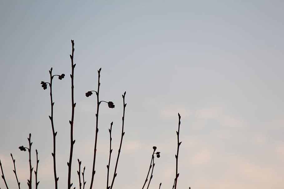 uruguay, montevideo, tree, sky, peace, simple, nature, contrast HD wallpaper