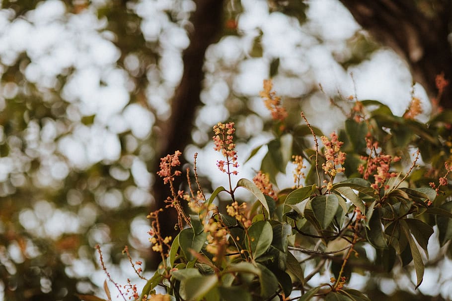 Green Leaf Tree, blooming, blurry background, bokeh, branch, close-up HD wallpaper