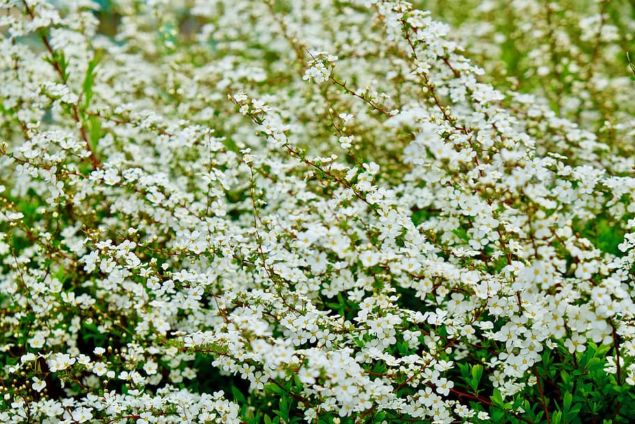 flower, white spring, pure, full bloom, flowering plant, beauty in nature HD wallpaper