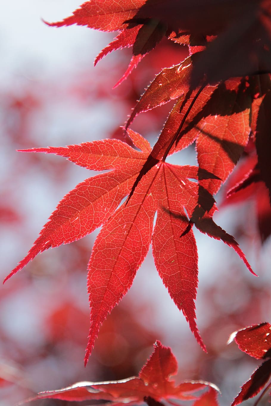 leaves, red, acer, tree, maple, plant part, leaf, beauty in nature, HD wallpaper