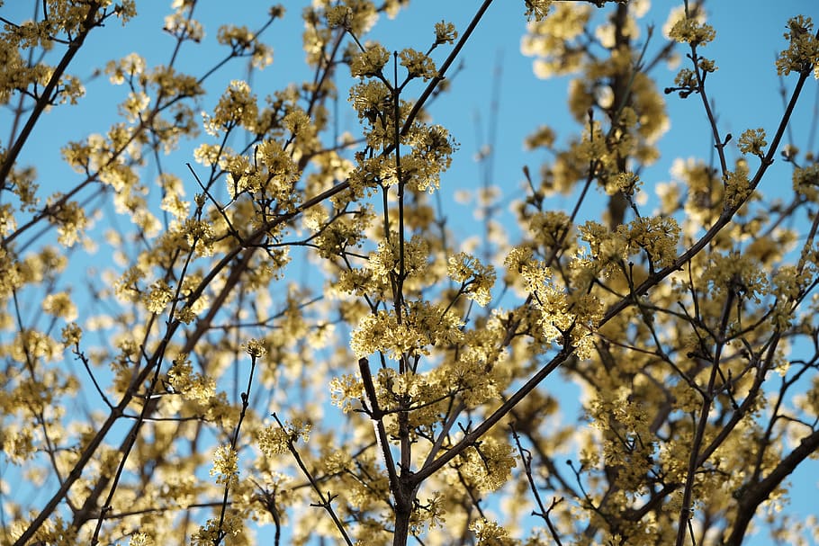 germany, neu-ulm, sky, spring, blue, yellow, flower, plant HD wallpaper