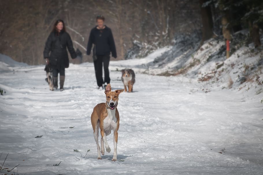 2 Person and 2 Dog Walking in the Snow during Daytime, animals HD wallpaper