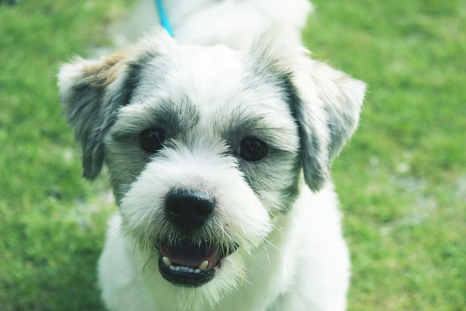 one animal, mammal, domestic, dog, animal themes, pets, canine HD wallpaper