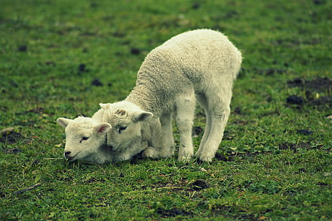 lamb, schäfchen, easter, easter lamb, cute, sweet, spring HD wallpaper