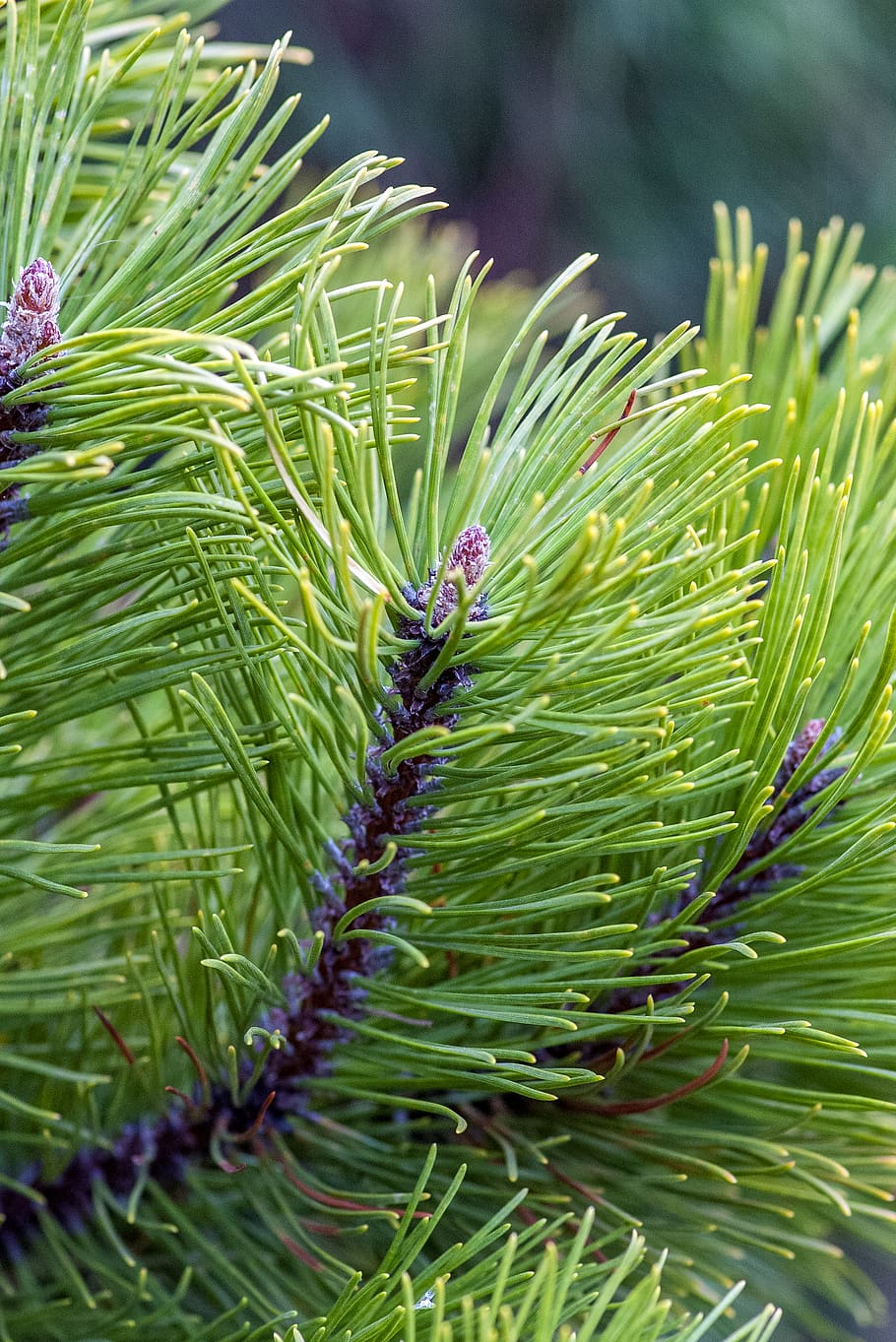 tree, plant, pine, conifer, fir, abies, food, pineapple, fruit HD wallpaper