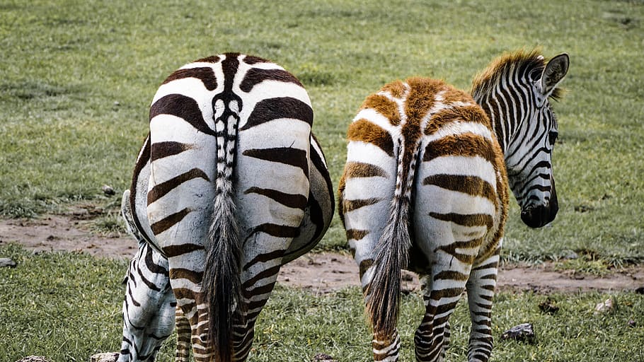 two zebra on grass field during daytime, animal, mammal, wildlife HD wallpaper