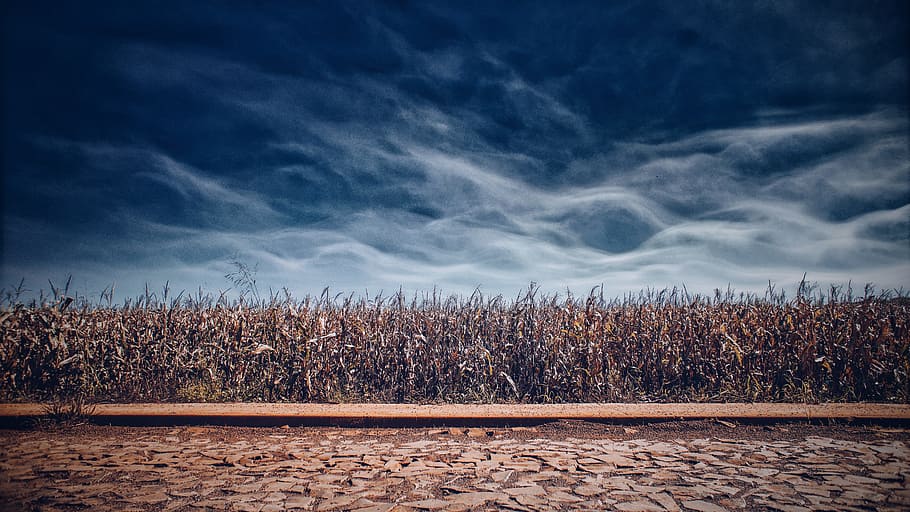 dramatic, sky, autumn, fall, nature, agriculture, farmland HD wallpaper