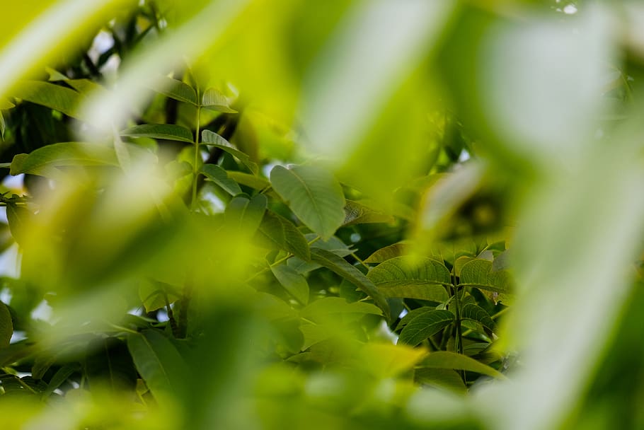 green plant, green color, selective focus, growth, plant part HD wallpaper
