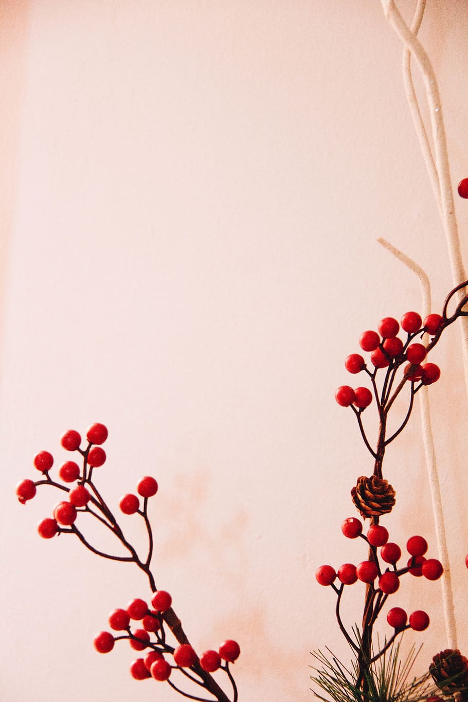 plant, red, no people, food, fruit, food and drink, freshness HD wallpaper