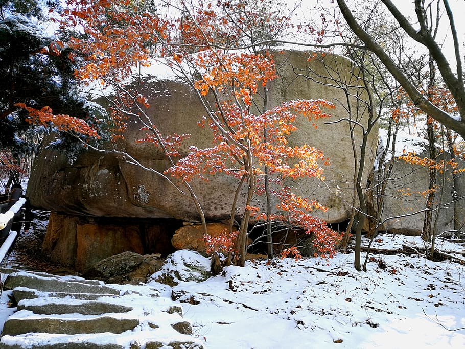 forest, winter, leaves, national park, seoul, south korea, hike