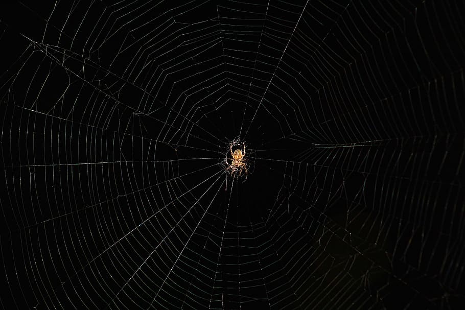 spider, web, trap, chilling, animal, nature, spider web, fragility HD wallpaper