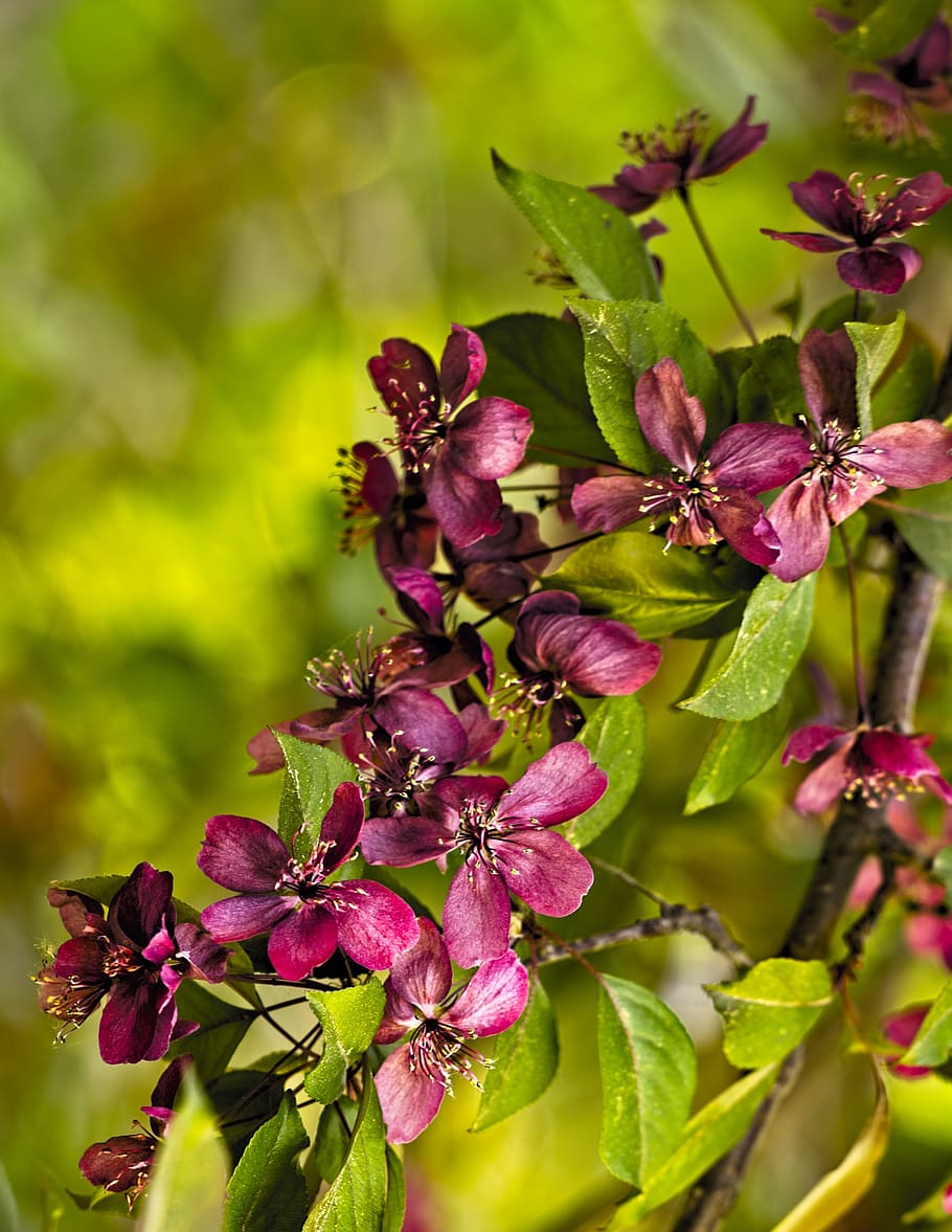 blossoms, plum, spring, sunny, flowers, natural, plant, flowering plant HD wallpaper