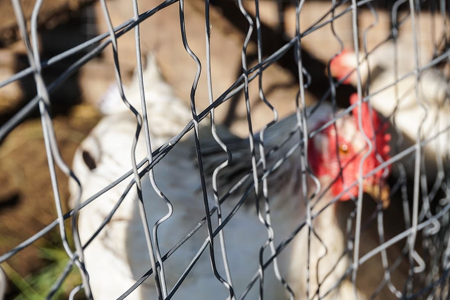 chicken, farm, hen, egg, eggs, feather, feathers, bird, white HD wallpaper