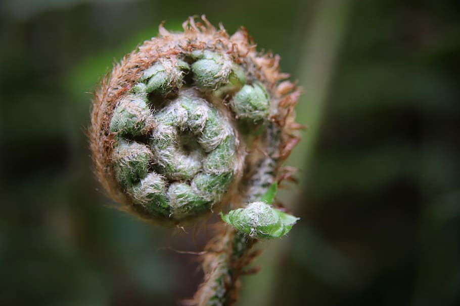 fern, green, sprout, spring, grow, plant, garden, close-up HD wallpaper