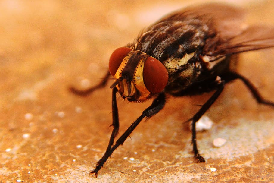 fly, insects, nature, wing, wings, eyes, fauna, invertebrate, HD wallpaper