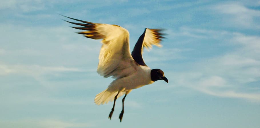 seagull, bird, flight, beach, sky, flying, animal themes, animal wildlife HD wallpaper