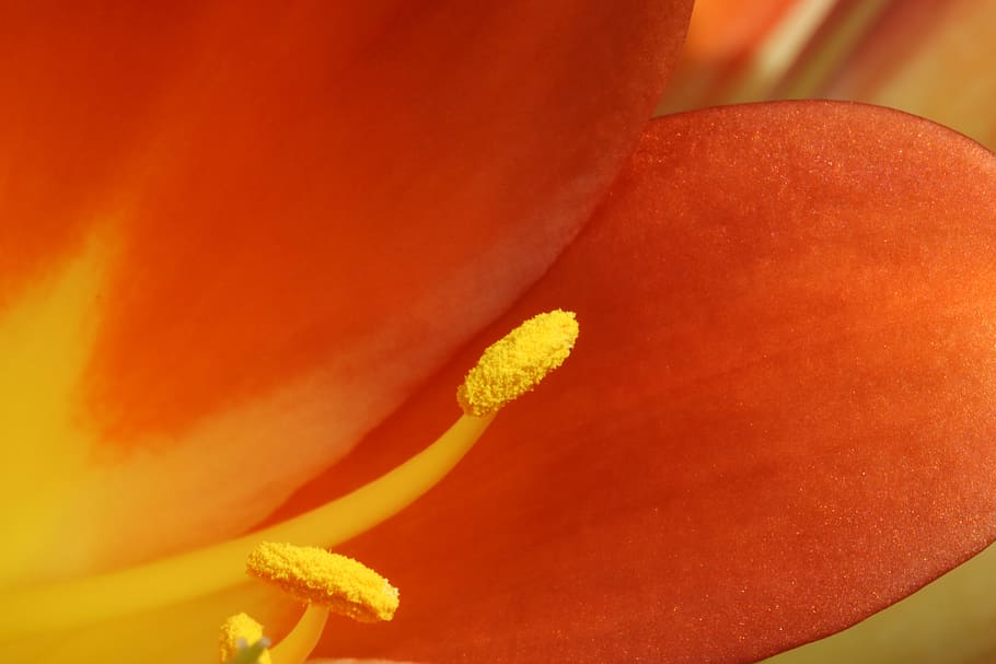 spring flowers, nature, plants, beautiful, season, garden, flowering HD wallpaper
