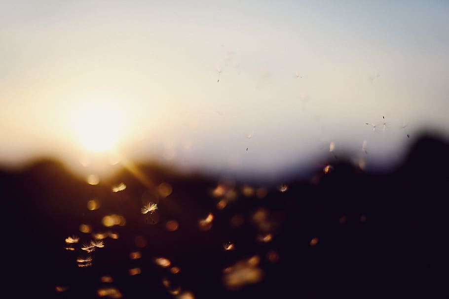 sunset, bokeh, dandelion, summer, direct light, abstract, sky HD wallpaper