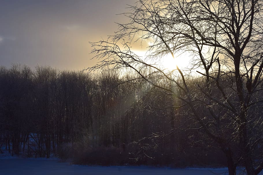 tree, sunset, twilight, sunlight, moody, eerie, dusk, evening HD wallpaper