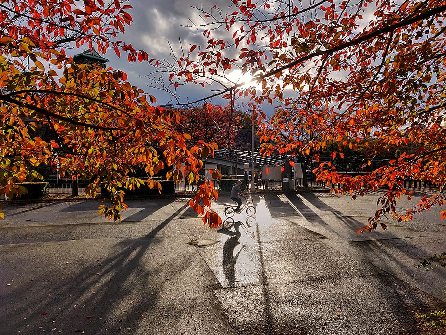 japan, osaka, osaka castle, park, autumn, street, leaves, sunset