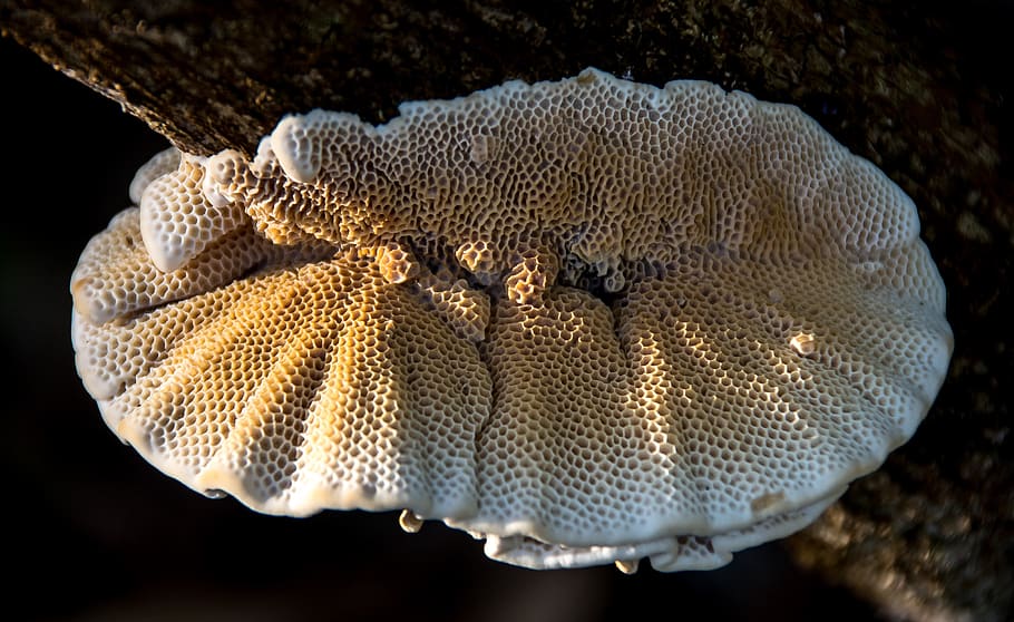 fungus, cream, brown, mushroom, honeycomb, texture, forest, HD wallpaper