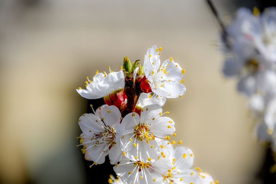 flower, spring, nature, beautiful, pretty, tree, day, garden HD wallpaper