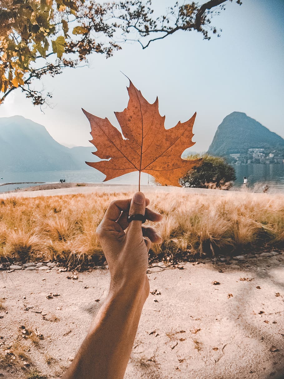 Dried Maple Leaf Held by Person, daylight, grass, hand, landscape HD wallpaper