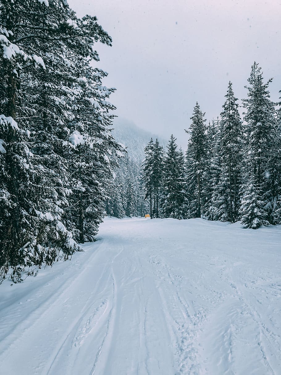 pine trees between snowy road, plant, fir, abies, bulgaria, bansko HD wallpaper