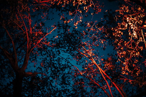 plant, leaf, tree, strasbourg, france, maple, nature, night HD wallpaper