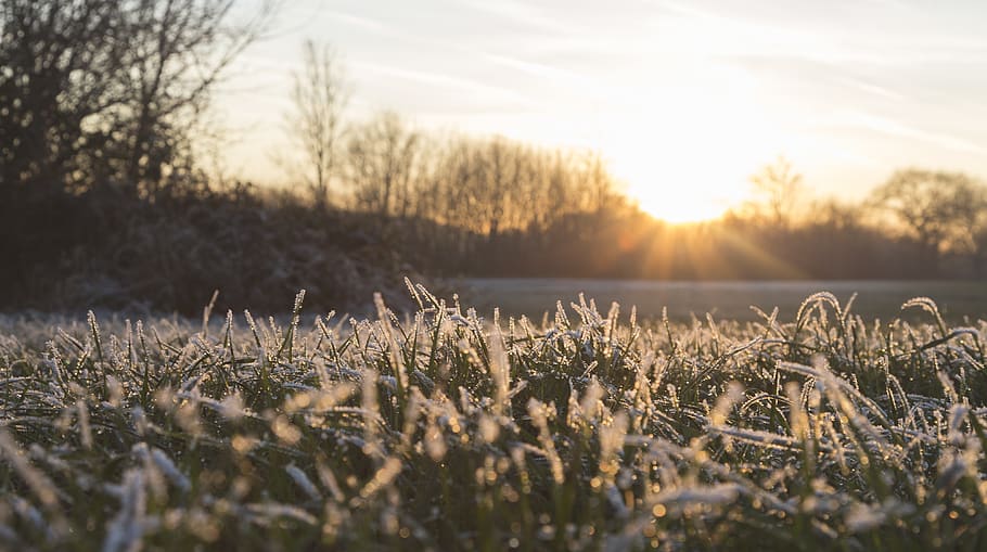 ice, sunrise, sunset, dawn, tree, grass, dream, winter, autumn HD wallpaper