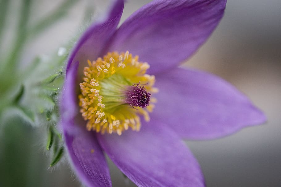 pasqueflower, pulsatilla, spring, pulsatilla vulgaris, pasque flower HD wallpaper