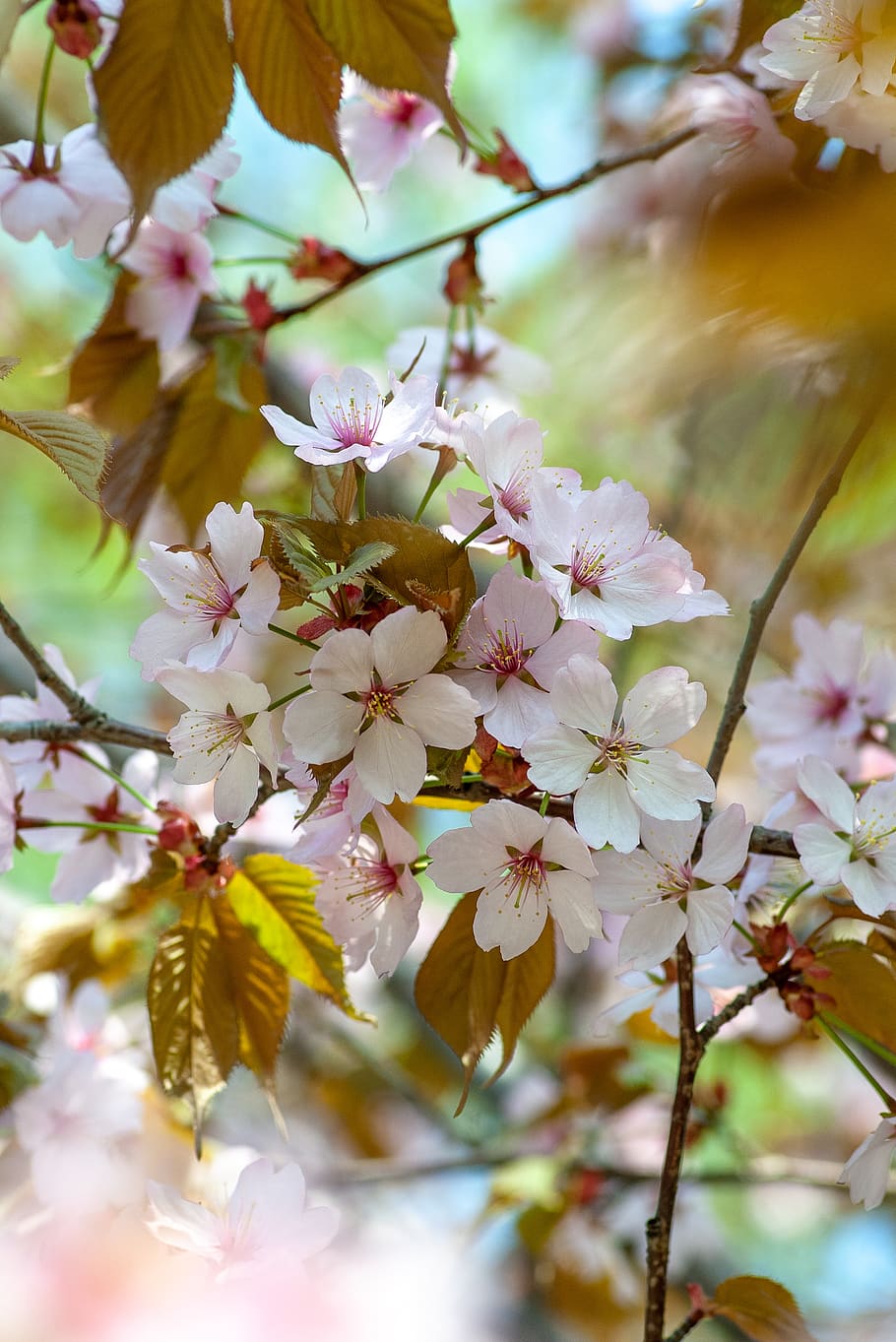 white-petaled flower, plant, flowering plant, growth, freshness HD wallpaper