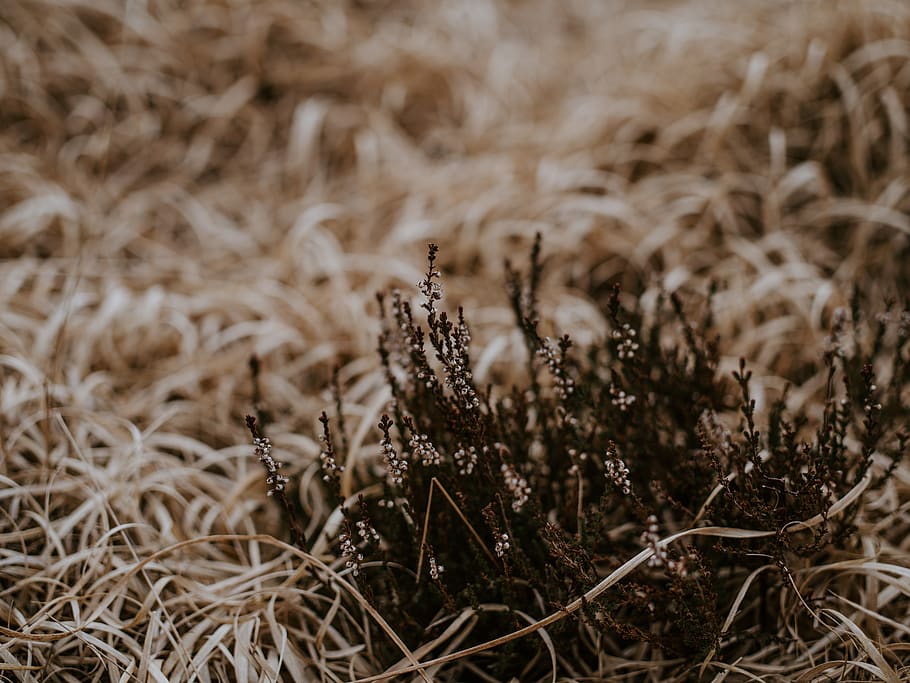 selective focus photograph of withered grass, plant, food, grain, HD wallpaper