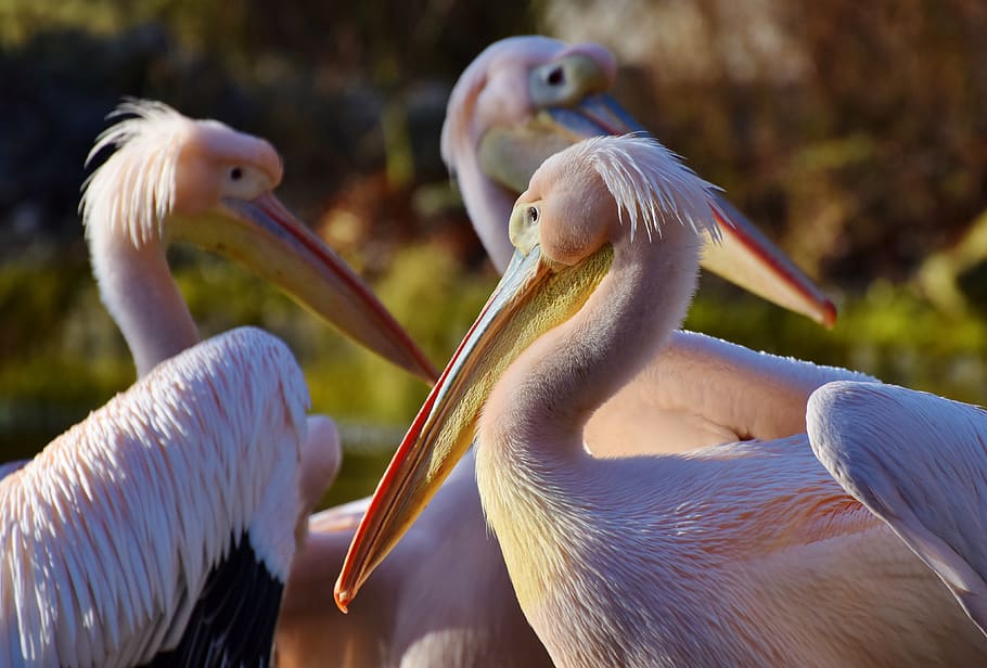 pelikan, water bird, pink pelican, bill, plumage, animal, nature, HD wallpaper