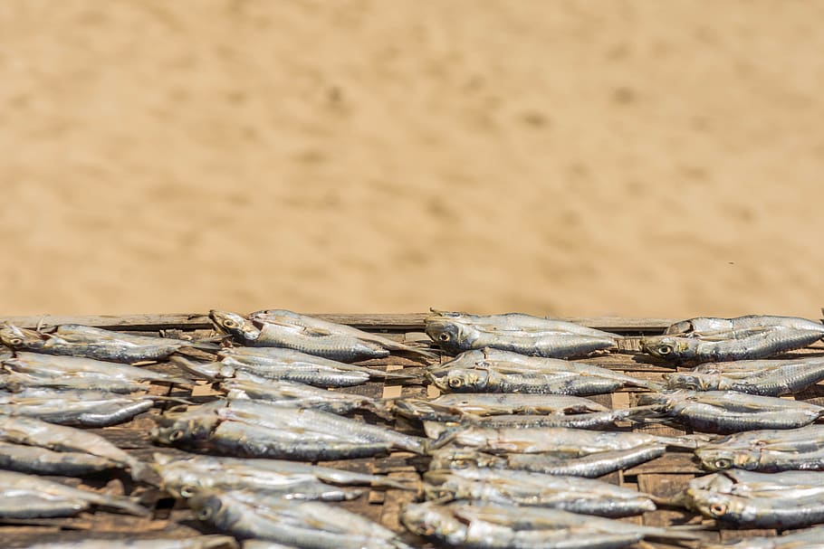 raw fishes, herring, animal, sea life, sardine, food, beach, mullet fish HD wallpaper