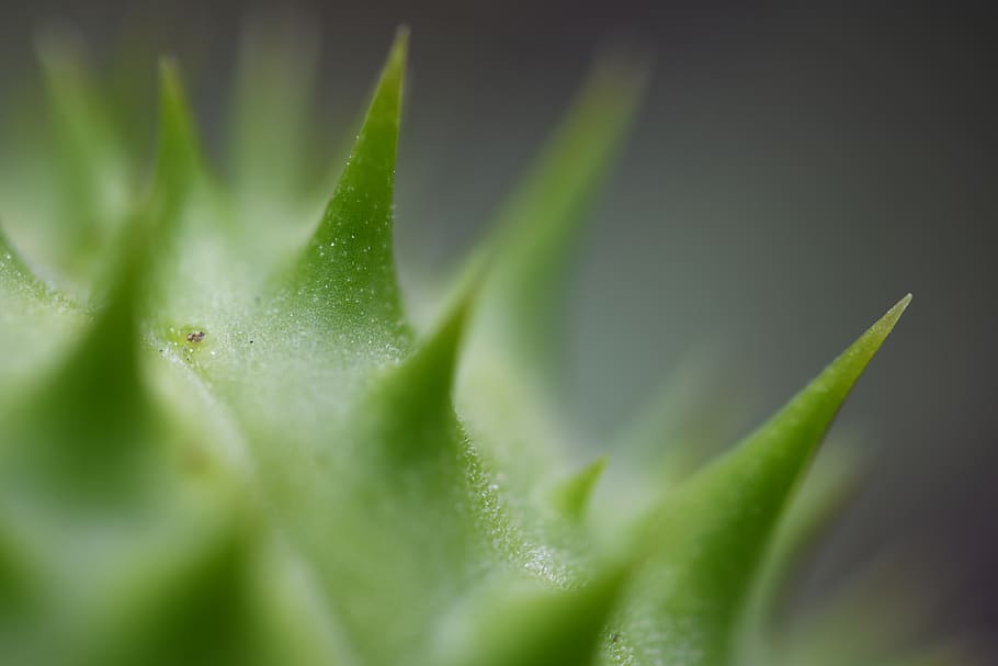 macro, nature, flower, spikes, wildlife, closeup, green color HD wallpaper