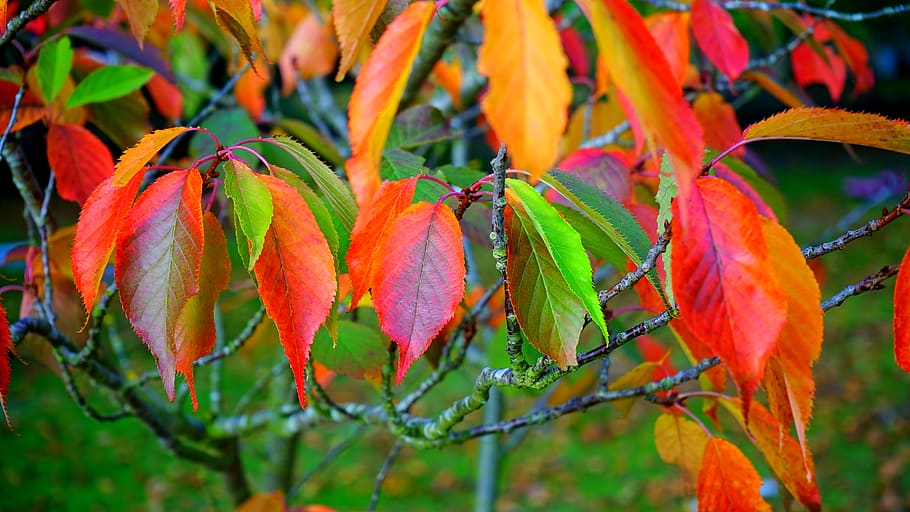 Red Green and Orange Leaves, blur, branches, close-up, color HD wallpaper