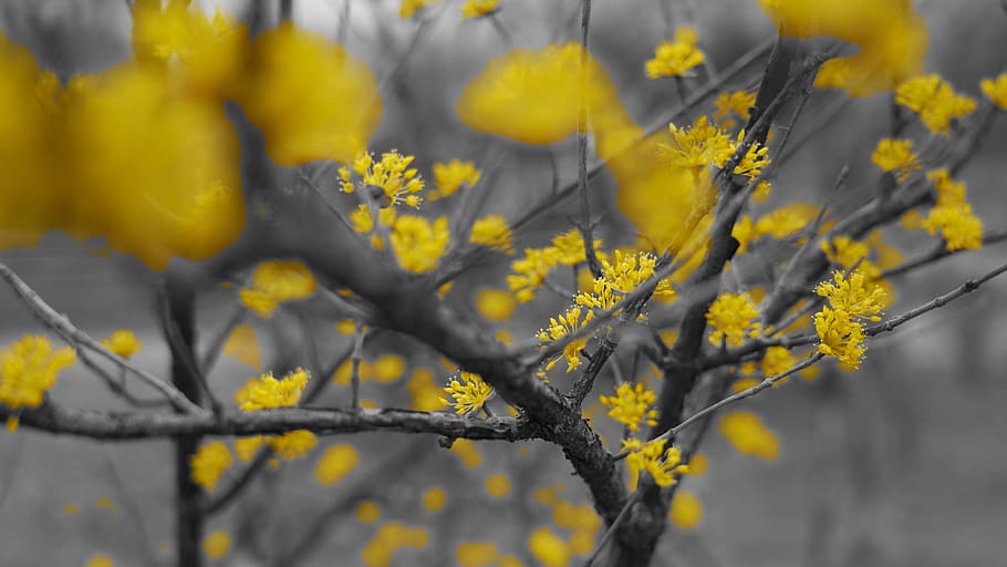 spring, yellow flowers, trees, black, eggplant, flowering plant HD wallpaper