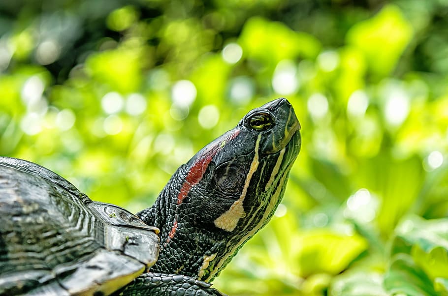 closeup, turtle, tortoise, animal, wild, nature, animal themes HD wallpaper