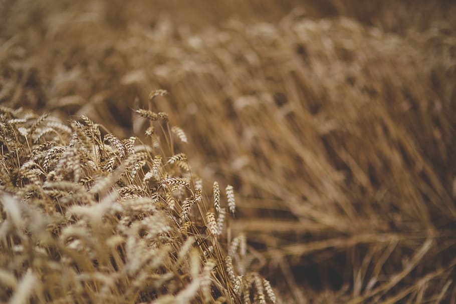 Cereal moving by the wind, field, grain, wheat, selective focus HD wallpaper