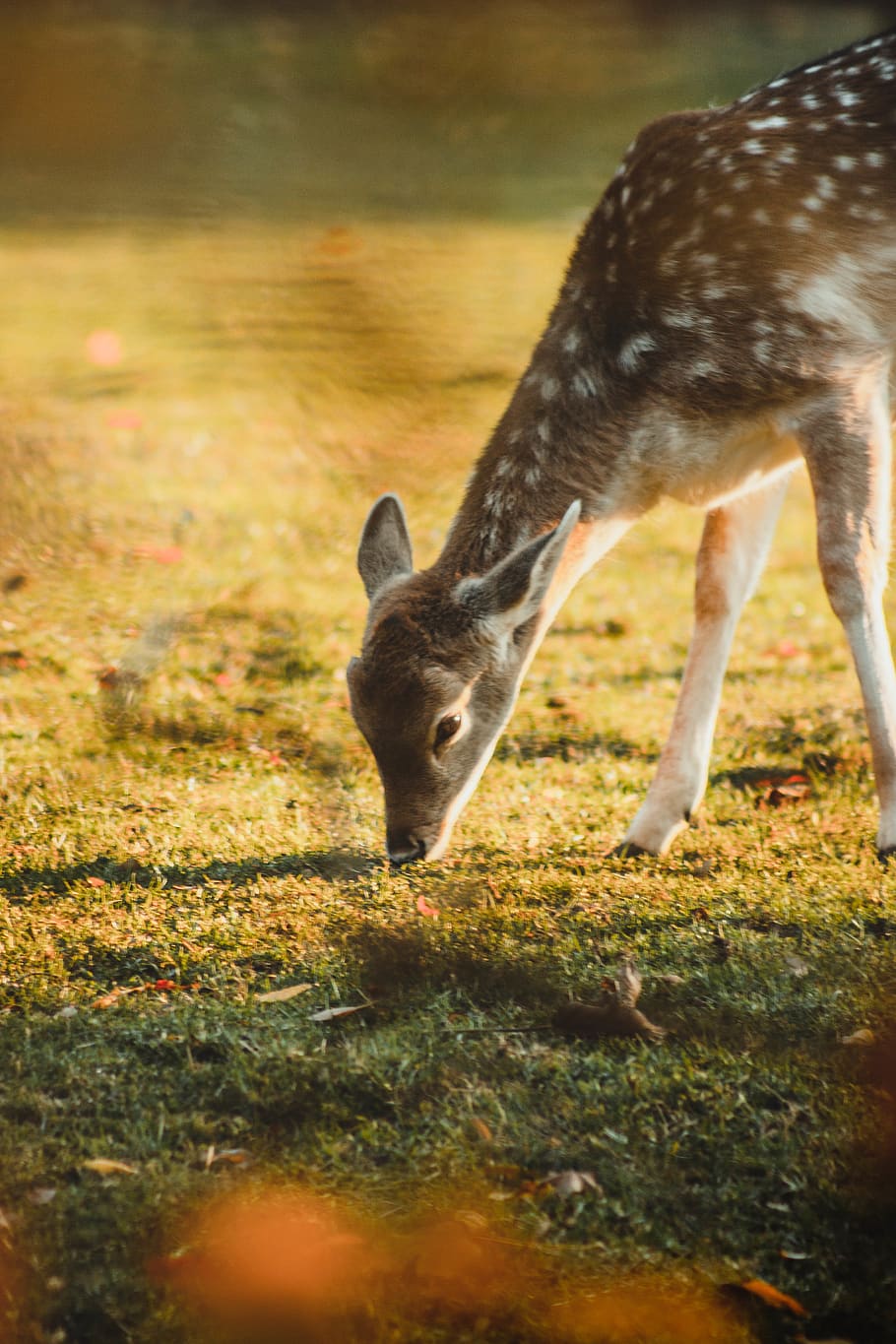 brown deer at daytime, mammal, wildlife, animal, field, antelope HD wallpaper