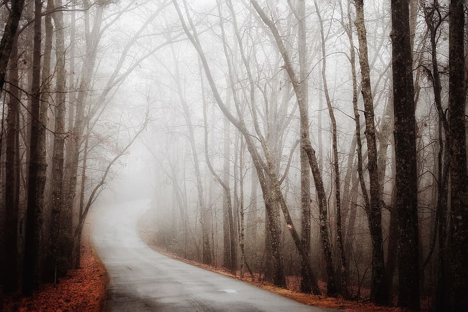 bare trees, forest, road, path, trail, fog, haze, solitude, alone HD wallpaper