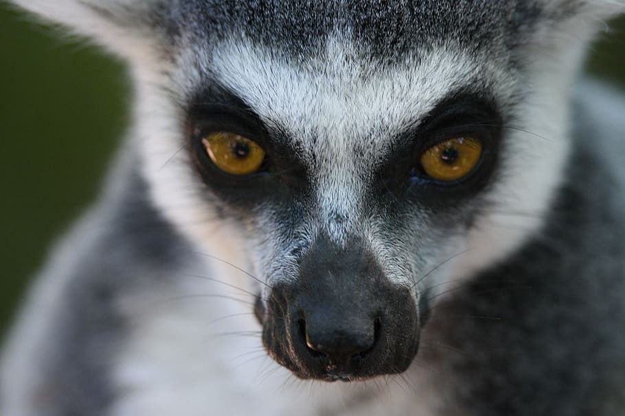 lemurs, apenheul, monkey, one animal, mammal, portrait, animal body part HD wallpaper