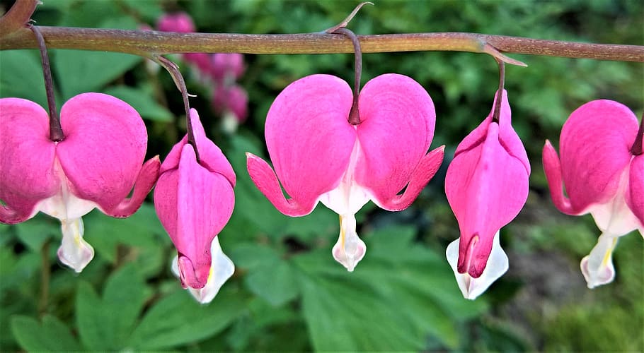plant, bleeding heart, shrub, spring, heart-shaped flowers HD wallpaper