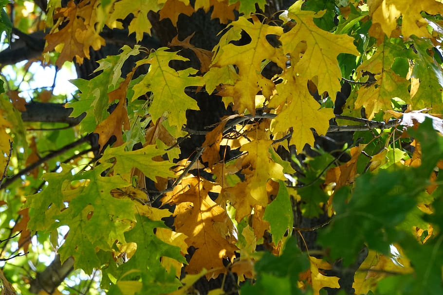 leaf, plant part, growth, yellow, beauty in nature, tree, close-up HD wallpaper