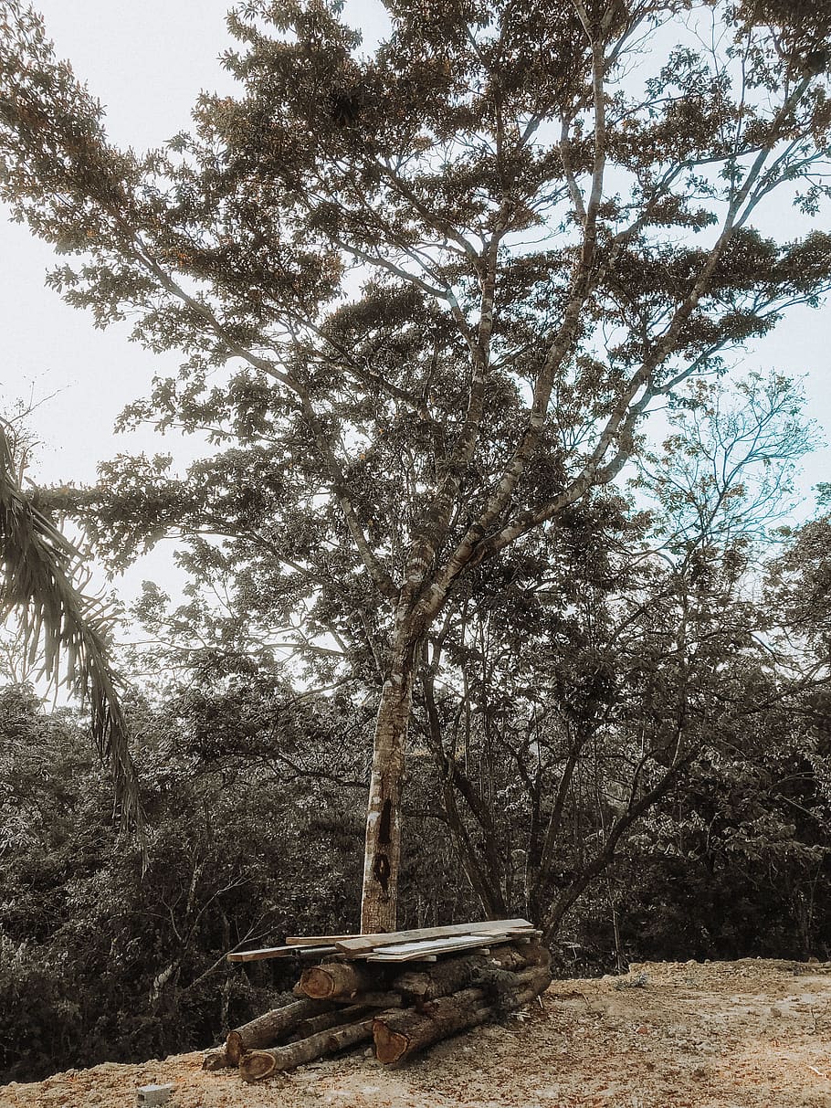 Green Trees, branches, environment, nature, panama, woods, plant HD wallpaper