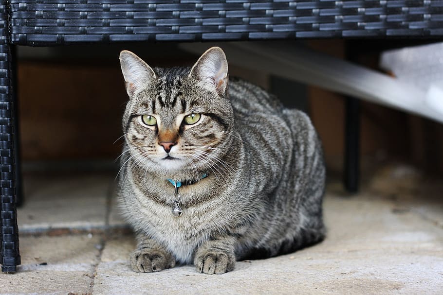 cat, tabby, mutt, pet, animal, kitten, playful, fur, cute, feline HD wallpaper
